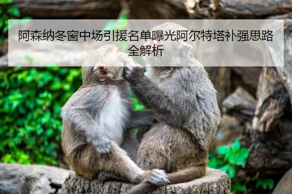阿森纳冬窗中场引援名单曝光阿尔特塔补强思路全解析